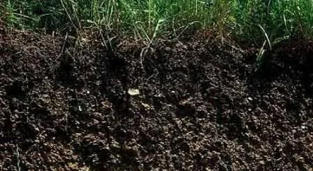 suelo organico