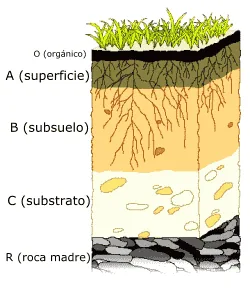 horizontes y perfil del suelo